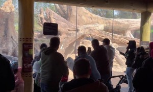 Unexpected Gorilla Fight at Houston Zoo