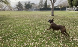 Boxer Dog Loves Keeping Ball Up