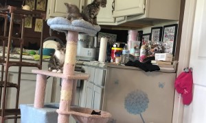 Flying Kitten Jail Break