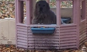 Great Pyrenees Takes Shelter In Playhouse During Rain