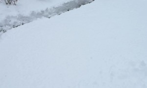 Mini Goldendoodle Zoomies Along Plowed Path