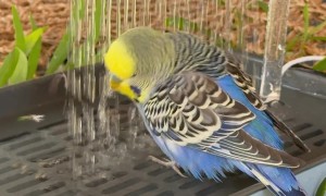 Happy Budgie Enjoys Gentle Bird Shower