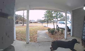 Neighbor's Rottweiler Takes Boot From Porch