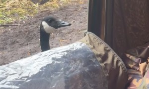 Goose Unzips Tent Zipper