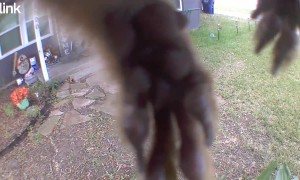 Squirrel Feet Block Camera Feed
