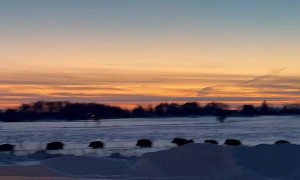 Large Wild Boar Sounder Passing by Farm