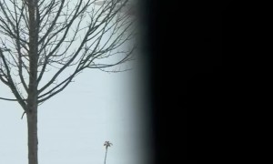 Snow Day in North Carolina and My Neighbors Made the Best of It