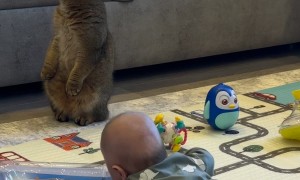 Cat Stands Up Like a Meerkat After Baby’s Yell