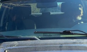 Doggy Driver Pulled Over