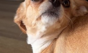 Bambina the Booty Balancing Chihuahua