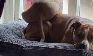 Puppy Uses Pal As Booster Seat