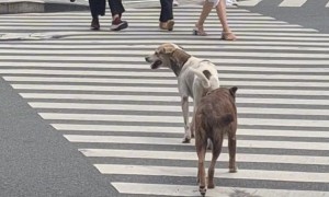 Street Smart Doggos
