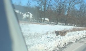 Frozen Dead Deer Stood Upright On Roadside