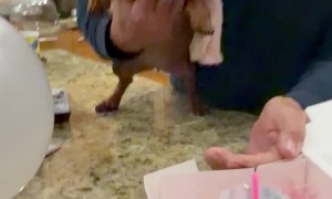 Diva Dachshund Doesn't Want to Get Older