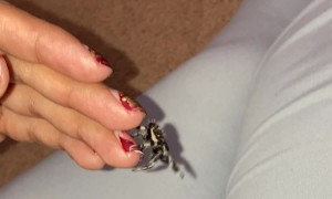 My Jumping Spider Yo-Yo