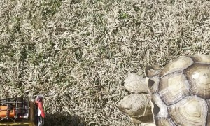 Can You Guess Which One Isn't RC