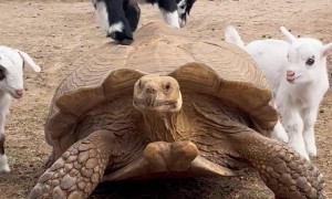 Baby Goats Have Fun With Their Tortoise Friend