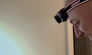 Man Saves Raccoon Trapped in Wall