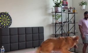 Golden Retriever Zoomies on Fresh Sheets