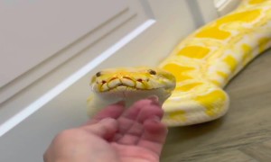 Little Girl and a Big Snake