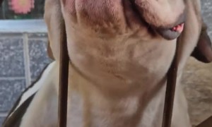 My Dog Can Fall Asleep Anywhere