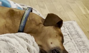 Dreaming Dog Inhales For Loud Snores