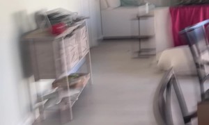 Wild Peacock Brings Chaos Inside