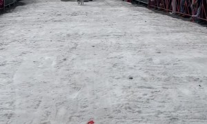 Siberian Husky Wins Keg Pulling Contest