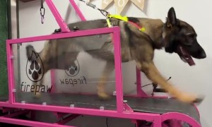 Dog Hits 17 MPH on Self-Propelled Slat Mill in High-Speed Sprint