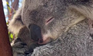 Sometimes all you need is a big cuddle from mum! 