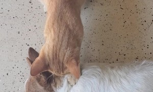 Cat Gives Dog Long Neck Massage