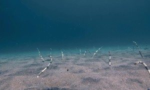 Zebra Garden Eels on Sandy Seafloor