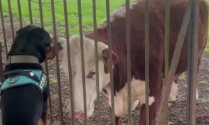 Dog Greets His Cow Friend