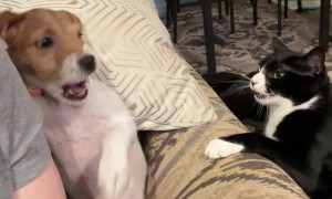 Dog and Cat Siblings Bicker