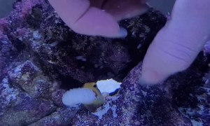 Lemon the Jawfish Rejects my Offering