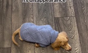 Mischievous Pup Has “Nothing” to Do with Dad’s Missing Slipper