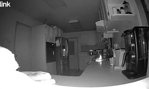 Dog Starts Stove Fire With Paws