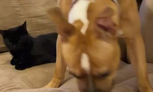 Bitty Fighting Her Inner Demons Trying Not to Mess With the Kitten