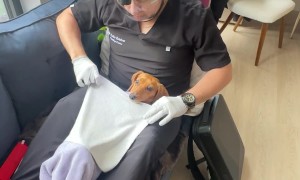 Dachshund's First Dental Cleaning
