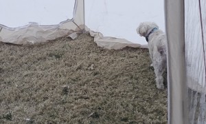 Dogs Pooping and Peeing During Snow Storm