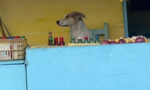 Vendor Dog At Fruit Counter