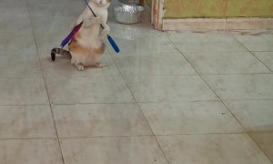 Smart Cat Plays by Herself