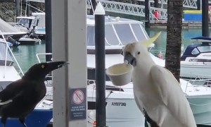 Cheeky Cockatoo Decides He's Shared Enough