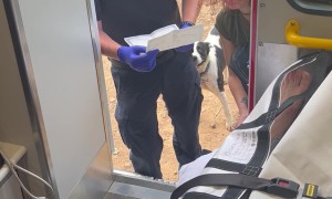 Unforeseen Circumstances Lead to Ambulance Wedding