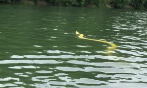 Swimming With My Pet Python