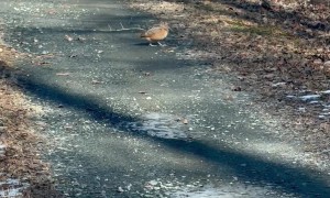 American Woodcock Doing the Woodcock Walk