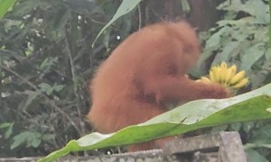 Young Orangutan's Banana Bonanza