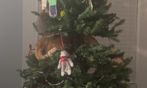 Orange Cat Knocks Over Christmas Tree