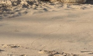 Panchito the Elephant Seal