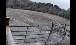 Tree Falling Causes Horse Spook Jumping Flip